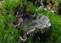Graubraune Hundsflechte, Foto 11
