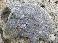Graue Aspicilia, Foto 8