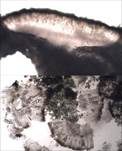 Graue Aspicilia, Foto 11