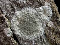 Graue Burgenflechte, Foto 12