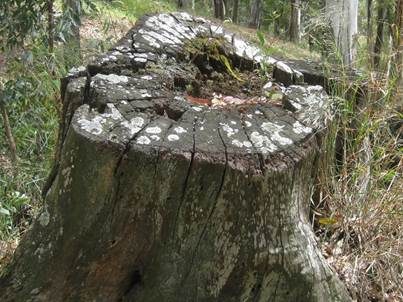 Graue Burgenflechte, Foto 5