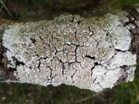 Graue Burgenflechte, Foto 11