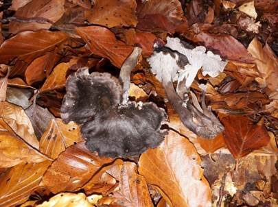 Graue Kraterelle, Foto 5