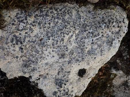 Graue Schwarznapfkrustenflechte, Foto 3