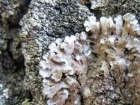 Graue Schwielenflechte, Foto 5