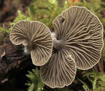 Grauer Adermoosling, Foto 2