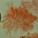 Grauer Adermoosling, Foto 9