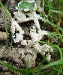 Grauer Grasschleimpilz, Foto 8