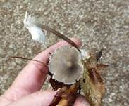 Grauer Nitrathelmling, Foto 21