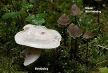 Grauer Nitrathelmling, Foto 28