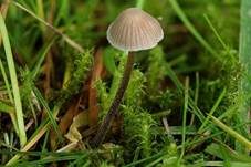 Grauer Nitrathelmling, Foto 9