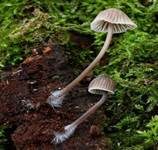 Grauer Nitrathelmling, Foto 10