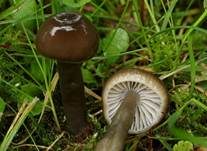 Grauer Saftling, Foto 7