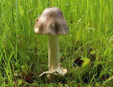 Grauer Scheidenstreifling, Foto 2