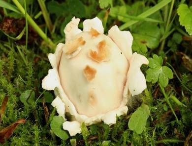 Grauer Scheidenstreifling, Foto 4