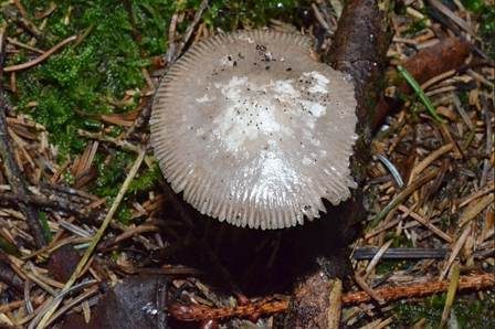 Grauer Scheidenstreifling, Foto 5