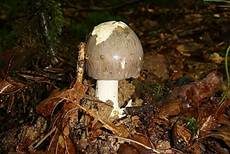 Grauer Scheidenstreifling, Foto 9