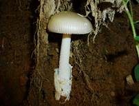 Grauer Scheidenstreifling, Foto 10
