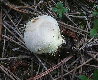 Grauer Stäubling, Foto 5