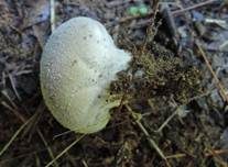 Grauer Stäubling, Foto 9