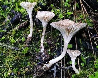 Graufilziger Trichterling, Foto 4
