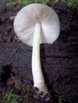 Graugrüner Dachpilz, Foto 20