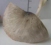 Graugrüner Dachpilz, Foto 22