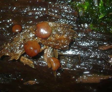 Adelphella Dickbecherling, Foto 3