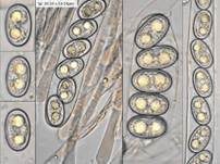 Adelphella Dickbecherling, Foto 6