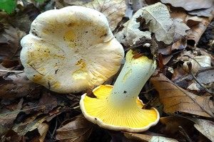 Bereifter Pfifferling, Foto 1