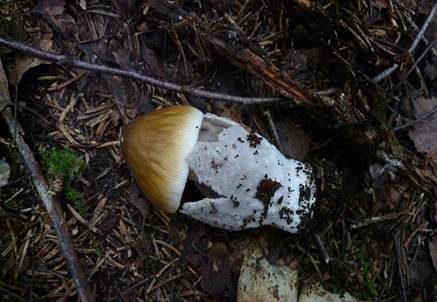 Grauhäutiger Scheidenstreifling, Foto 3