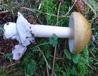 Grauhäutiger Scheidenstreifling, Foto 19