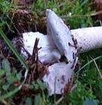 Grauhäutiger Scheidenstreifling, Foto 20