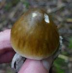 Grauhäutiger Scheidenstreifling, Foto 28