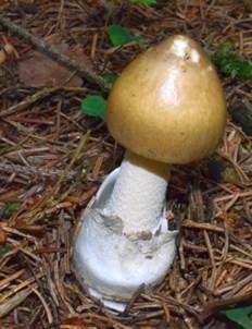 Grauhäutiger Scheidenstreifling, Foto 5