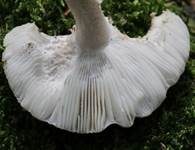 Grauhäutiger Scheidenstreifling, Foto 6