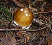 Grauhäutiger Scheidenstreifling, Foto 8