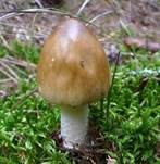 Grauhäutiger Scheidenstreifling, Foto 9