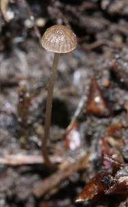 Grauhütiger Wegrandmürbling, Foto 3