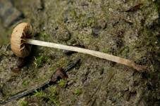 Grauhütiger Wegrandmürbling, Foto 6