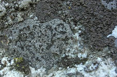 Grauschwarze Landkartenflechte, Foto 3