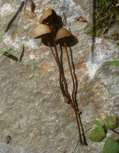 Grauschwärzlicher Samthäubling, Foto 3