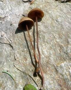 Grauschwärzlicher Samthäubling, Foto 6