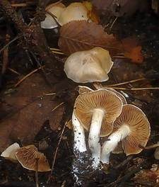 Bereifter Schleimfuß, Foto 4
