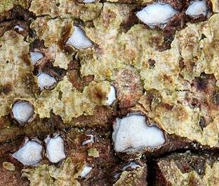 Grauweißes Holzscheibchen, Foto 2
