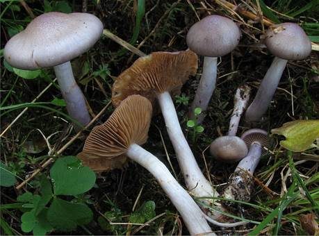 Grauwerdener Schleimfuß, Foto 2
