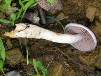 Grauwerdener Schleimfuß, Foto 6