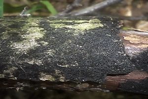 Greville´s Schwarzbecher-Kernpilz, Foto 1