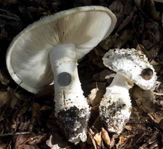 Grobschuppiger Wulstling, Foto 2