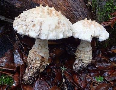 Grobschuppiger Wulstling, Foto 3